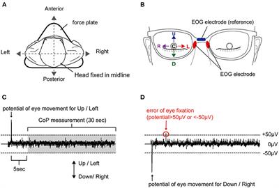 Eye Position Shifts Body Sway Under Foot Dominance Bias in the Absence of Visual Feedback